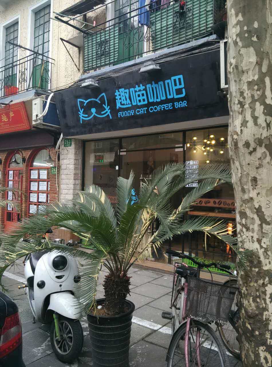cat cafe, shanghai, coffee, Untour Shanghai