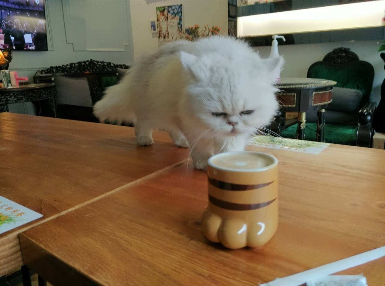 cat cafe tours